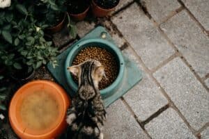 Gato comiendo, dieta BARF para gatos