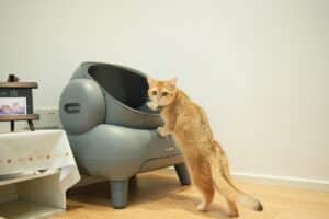 Gato naranja apoyado en un arenero automático para gatos - arena compatible robots 2026